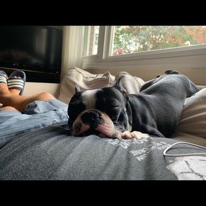 Meet your Posher, Frank